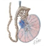 Testis, Epididymis, and Ductus Deferens