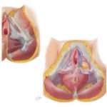 Neurovascular Supply to the Female Perineum