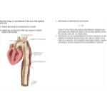 Mulroney Flash Cards image