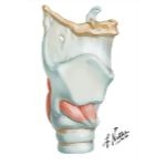 Intrinsic Muscles of Larynx