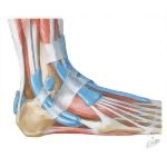 Tendon Sheaths of Ankle: Lateral View