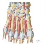 Interosseous Muscles and Deep Arteries of Foot (Dorsal View)
