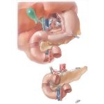 Nerve Supply and Lymphatic Drainage of Duodenum