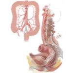 Nerve Supply of the Colon