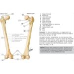 Osteology of the Femur