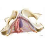 Superficial Perineal Space