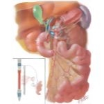 Nerve Supply of Small Intestine