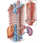 Blood Supply of Esophagus