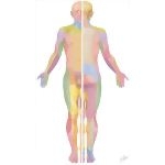 Cutaneous Nerve Distribution