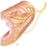 Nerve Effect