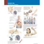 Ferri Spanish image