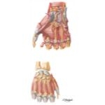 Intrinsic Muscles of Hand