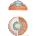Cataracts Anterior Segment of Eye