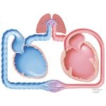 Congestive Heart Failure; Schematic #1