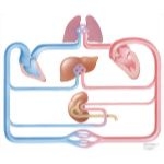 Congestive Heart Failure; Schematic #4