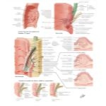 Anatomy Atlas 4E Brazil image