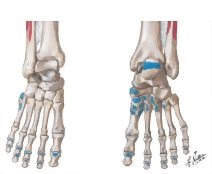 Bony Attachments of Muscles of Foot