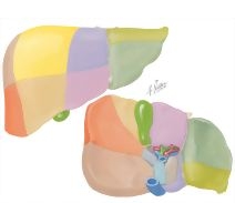 Liver Segments and Lobes