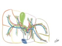 Distribution of Vessels and Ducts