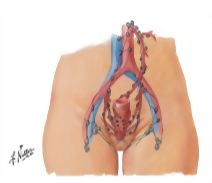 Anorectal Lymphatics