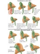 Trelease Surgical Anatomy image