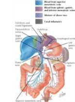 portal anatomy