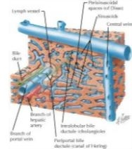 Trelease Surgical Anatomy image
