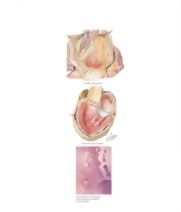 Runge Cardiology 2E image