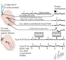 Runge Cardiology 2E image