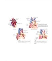 Runge Cardiology 2E image