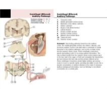 Felten Flash Cards 2E image
