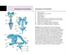 Felten Flash Cards 2E image