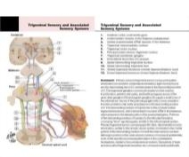 Felten Flash Cards 2E image