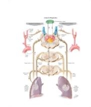 Labeled image