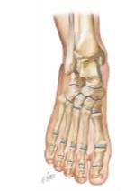 Cross Section Reference Ankle: Sagittal