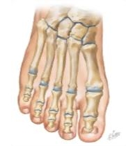 Cross Section Reference Foot and Toes: Sagittal