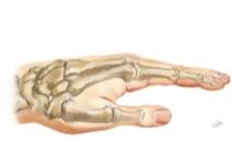 Cross Section Reference Hand: Coronal