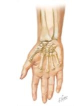 Cross Section Reference Wrist: Axial - Sagittal