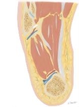 Cross Section of the Ankle and Foot: Axial View