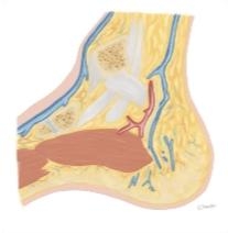 Cross Section of the Ankle and Foot: Sagittal View