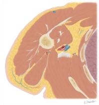 Cross Section of the Arm: Axial View