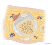 Cross Section of the Hand: Axial View