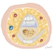 Cross Section of the Hand: Axial View