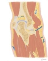 Cross Section of the Elbow: Coronal View