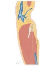 Cross Section of the Elbow: Sagittal View