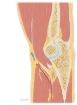 Cross Section of the Elbow: Sagittal View