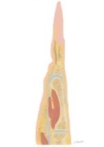 Cross Section of the Hand: Coronal View