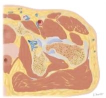 Cross Section of the Hip: Axial View