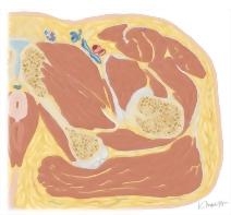 Cross Section of the Hip: Axial View