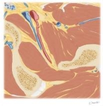 Cross Section of the Hip: Axial Oblique View